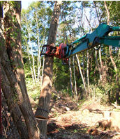 プロの立木伐採